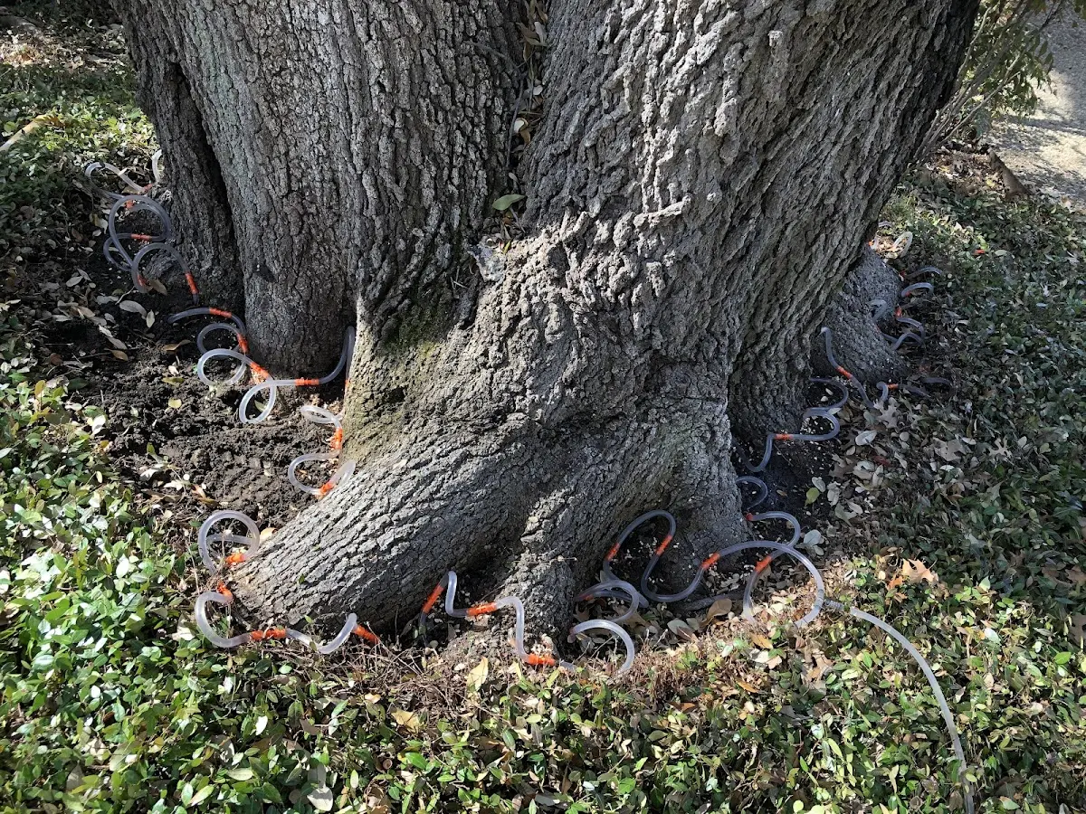 Detailed Tree Cabling and Bracing job site in Menoken