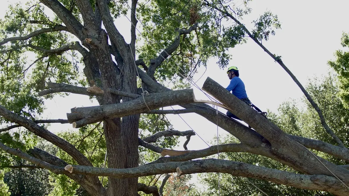 Professional Crown Thinning performed by certified arborists in Menoken