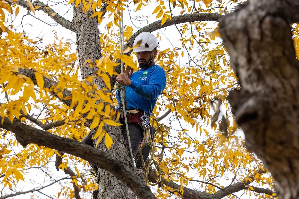 Skilled Storm Damage Cleanup crew working in Menoken
