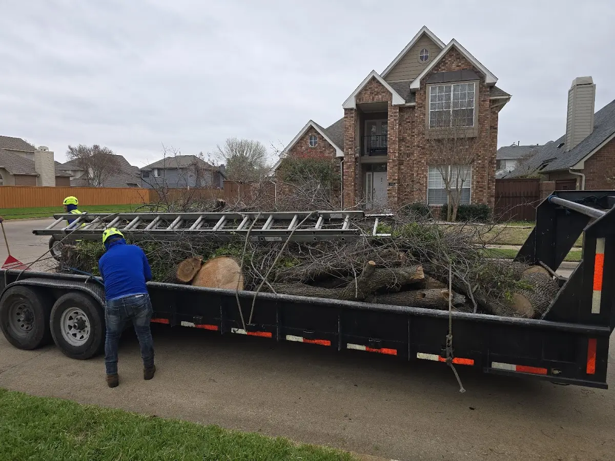 Expert Tree Pest Control with proper safety equipment in Menoken